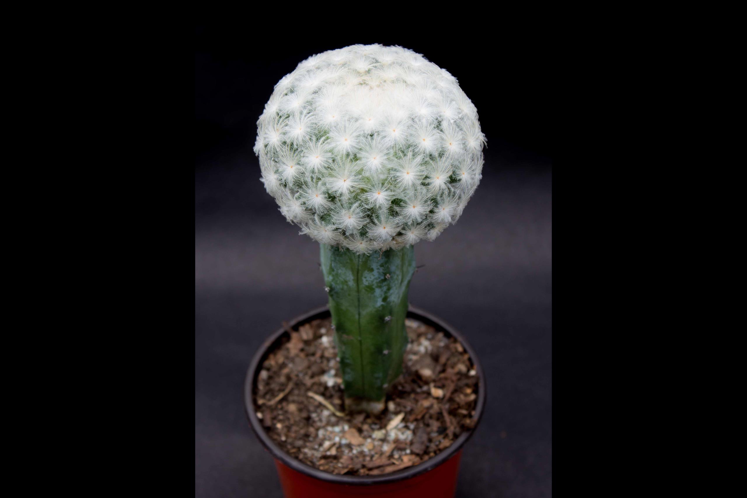 Mammillaria Plumosa Rudyn Gladioli Farm