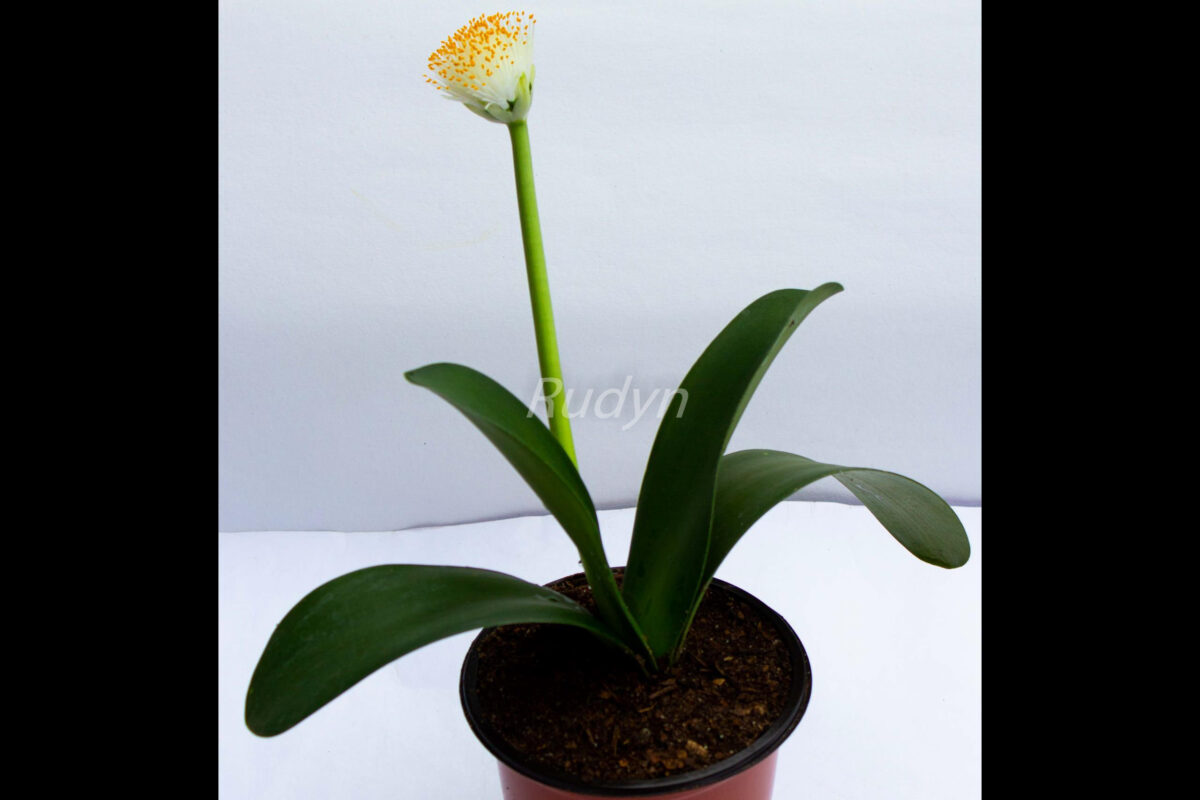 Albiflos (paint brush lily) Rudyn Gladioli Farm