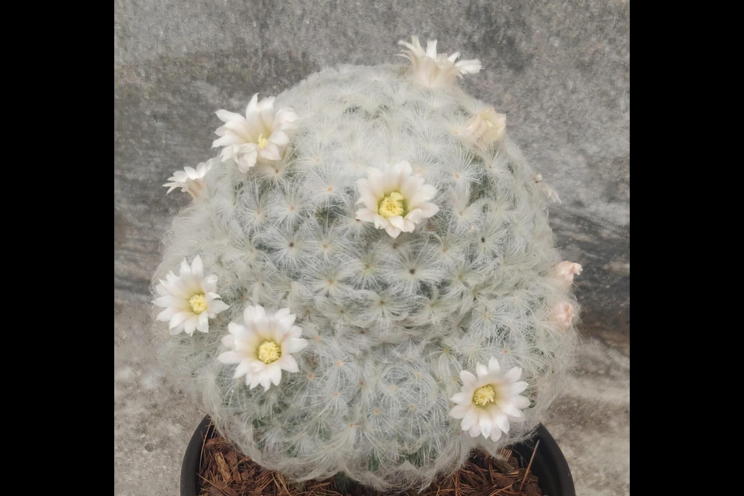 Mammillaria Plumosa Rudyn Gladioli Farm